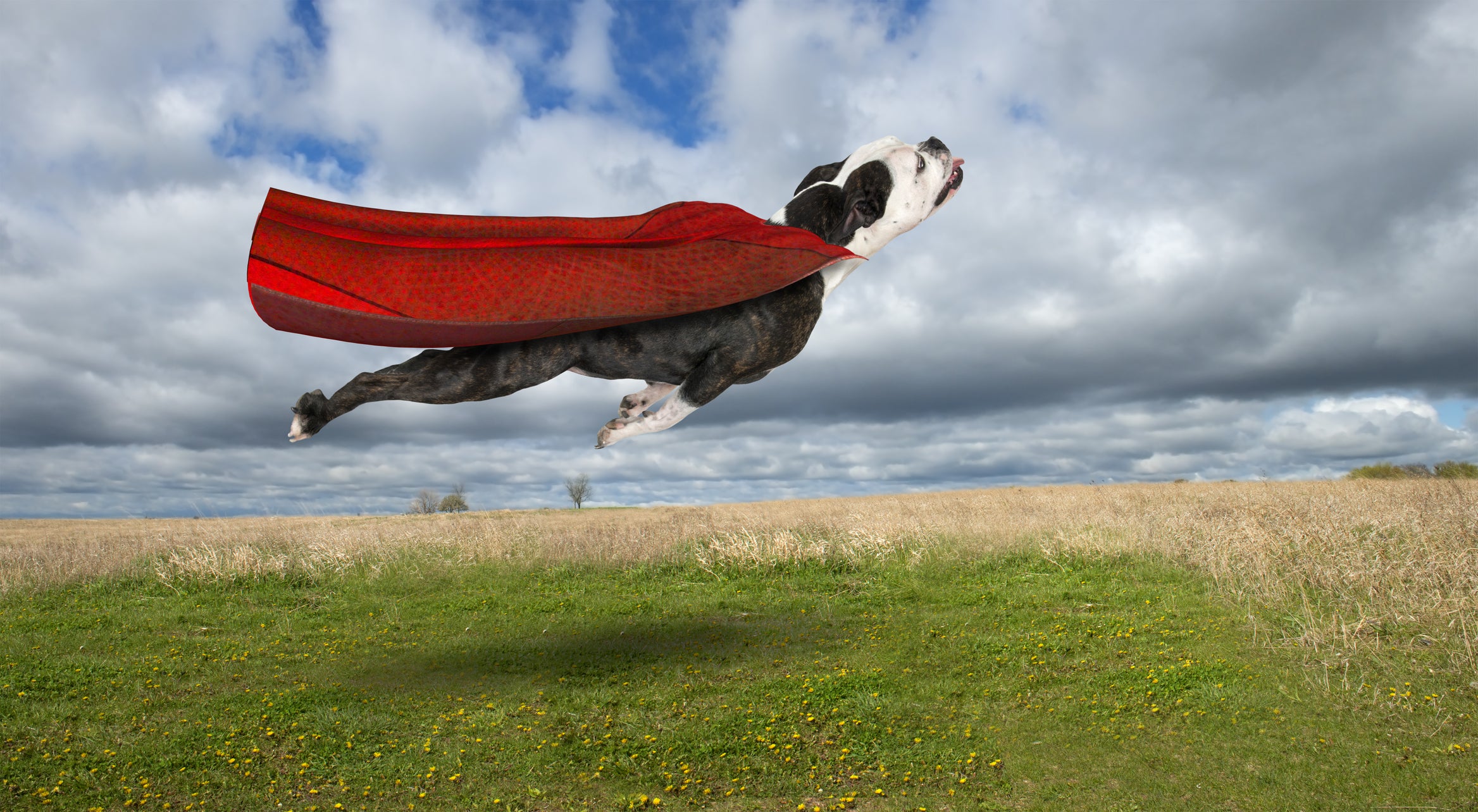 cbd for pets